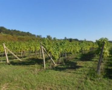 02.08.2017 13:00 Dražba pozemku, okres Hodonín. Vyvolávací cena 59.293 Kč, ID 141378 02.08.2017 13:00 Dražba pozemku, okres Hodonín. Vyvolávací cena 59.293 Kč, ID 141378