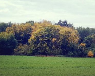 12.09.2018 Dražba pozemku. Tato nemovitost leží v okrese Blansko. Vyvolávací cena 17 667 Kč (ID: 276306) 12.09.2018 Dražba pozemku. Tato nemovitost leží v okrese Blansko. Vyvolávací cena 17 667 Kč (ID: 276306)