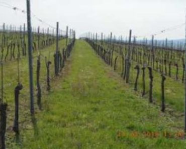 09.04.2019 Dražba Pozemky – Pozemek o velikosti 11575 m2, Starovičky, podíl 1/4. Tato nemovitost leží v okrese Břeclav. Vyvolávací cena 77 167 Kč, (ID: 497766) 09.04.2019 Dražba Pozemky – Pozemek o velikosti 11575 m2, Starovičky, podíl 1/4. Tato nemovitost leží v okrese Břeclav. Vyvolávací cena 77 167 Kč, (ID: 497766)