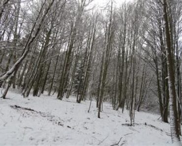 27.7.2021 Dražba nemovitosti (Les). Vyvolávací cena 14.000 Kč, ➡️ ID808153 27.7.2021 Dražba nemovitosti (Les). Vyvolávací cena 14.000 Kč, ➡️ ID808153