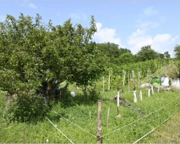 18.1.2024 Dražba nemovitosti (Vinice, zahrada, ostatní plocha). Vyvolávací cena 32.000 Kč ➡️ ID939956 18.1.2024 Dražba nemovitosti (Vinice, zahrada, ostatní plocha). Vyvolávací cena 32.000 Kč ➡️ ID939956