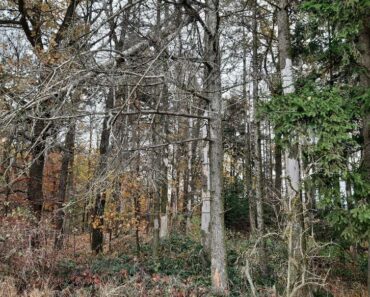 26.6.2024 Dražba nemovitosti (Lesní pozemky). Vyvolávací cena 84.000 Kč ➡️ ID964418 26.6.2024 Dražba nemovitosti (Lesní pozemky). Vyvolávací cena 84.000 Kč ➡️ ID964418